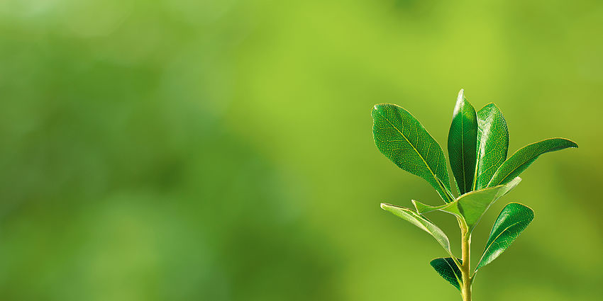 Small plant growing