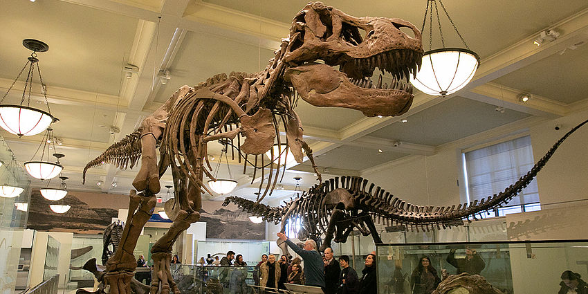 T-Rex Skeleton
