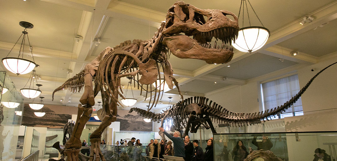 T-Rex Skeleton
