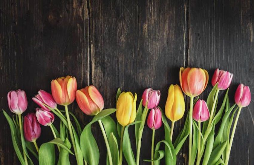Tulips